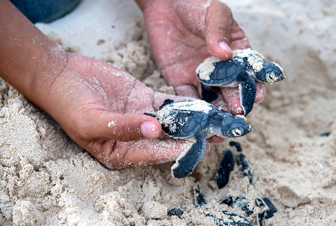 Citibanamex cumple 12 años de apoyar al Programa de Conservación de Tortugas Marinas