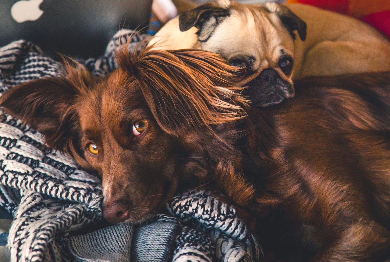 DogHero, brinda algunos consejos para proteger a tu perro durante los frentes fríos