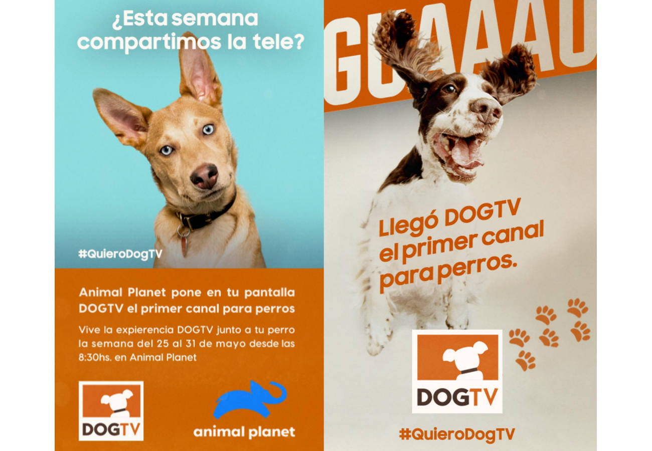 Las mascotas ya tienen su canal: DOGTV en Animal Planet