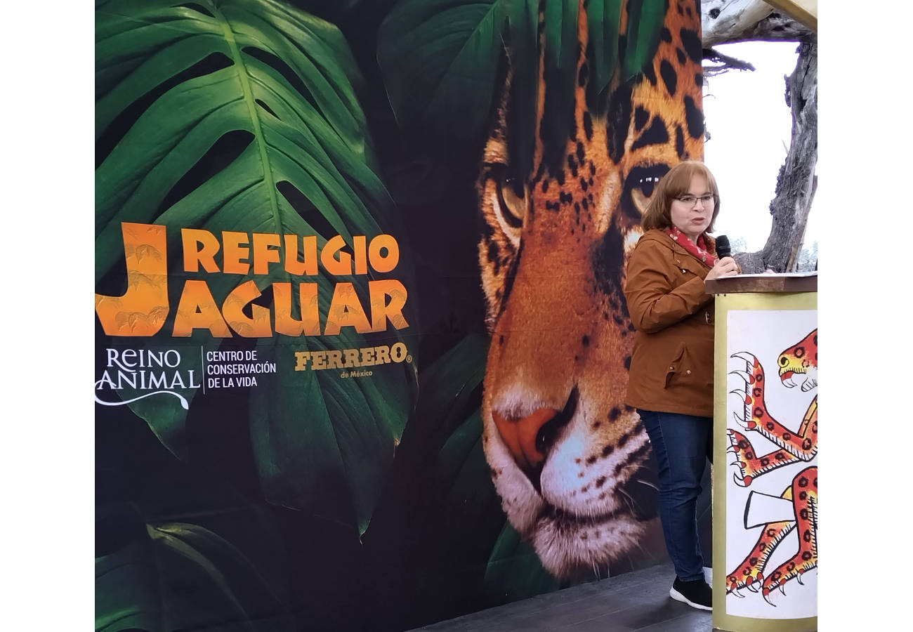 Ferrero de México y Reino Animal unidos por el Jaguar Mexicano presentan: Área de Crianza Salvaje