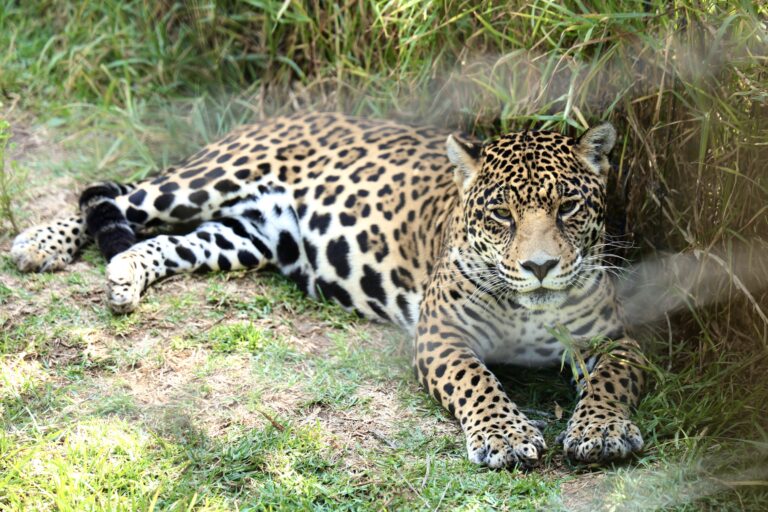 Refugio Jaguar: Una acción concreta en el contexto del mes del Medio Ambiente
